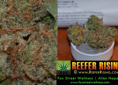 Posts, Promos, and other Reefer Related Images